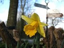 Daffodils in Winfrith Newburgh